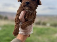 Türkiyenin en güzel poodle