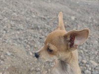 3 buçuk aylık erkek pinscher