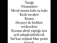 Çok acil geleni üzmem A kalite blue point erkek kedimiz