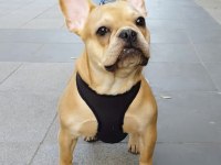 Eş egzotik french bulldoglar