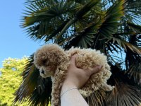 Maltipoo ve diğer ırklar için İletişime geçin