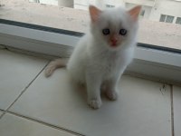 British shorthair yavrularımıza güzel bir yuva arıyoruz