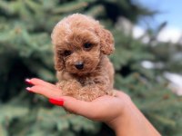 Türkiyenin en güzel maltipoo yavruları