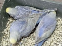 Rainbow violet ve teksas rainbow muhabbet kuşu yavrular