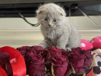 Scottish fold dişi erkek yavrular