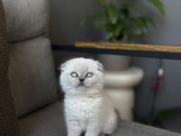 SCOTTISH FOLD BLUE POİNT YAVRULARIM 