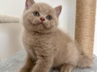 Safkan british fawn dişi