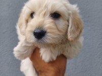 Arthur ve Sakızın Maltipoo Yavruları