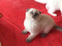 Safkan scottish fold minnaklar