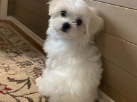 Maltipoo Yavrularımız