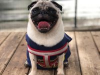 Pug mops dişi