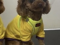 Poodle kızımız