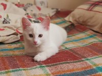 Anne norveç orman kedisi melez adı kıymet
