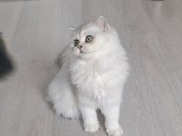 British longhair ns12 dişi 6 aylık