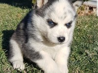 Masmavi gözlü safkan husky yavruları