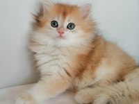 ŞAMPİYON ANNENİN PONÇİK BRİTİSH KIZLARI