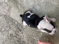2 aylık french bulldog