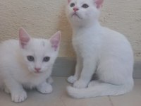 3 adet beyaz yavrular
