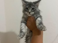 Safkan Maine Coon Yavruları Anne Ve Baba Scr Kayıtlı