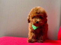 Orjinal 0 Numara Toy Poodle Yavrularımız