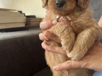 MUHTEŞEM POODLE KARDEŞLER