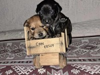 İki adet erkek pinscher köpek ikisi de 2 aylık