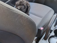 SİYAH TOY POODLE KÖPEĞİ