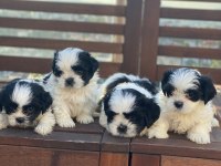 Shih Tzu (Şitsu)