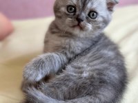 Scottish Fold 1,5 aylık