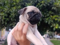 Erkek çiş pedi eğitimli pug bebeğimiz