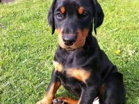 Yakın Koruma Köpeği Doberman