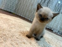 British shorthair yavrular