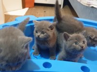 British shorthair ve Scottish fold Yavrular