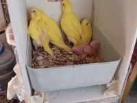 Yavru Muhabbet Kuşu