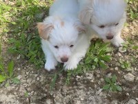 Dost canlısı küçük ırk dişi ve erkek süs köpeği