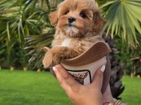 Özel Micro Maltipoo Yavruları