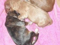 Nadir bulunan 4 renk merle poodle
