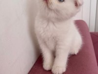 Ev Ortamından Scottish Fold