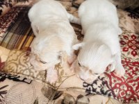 White maltese anne baba şecereli bembeyaz renk garantili