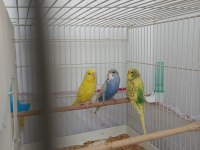 Takım yavru dişi erkek muhabbet kuşu