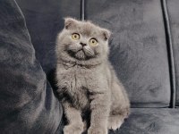 Scottish Fold Yavrusu