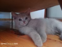 Son iki yavru british shorthair