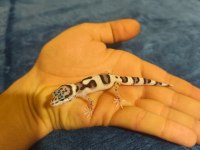 Yavru Leopard Geckolar
