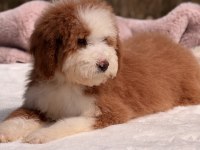 Standart dev poodle yavrular
