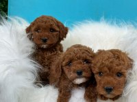Toy Poodle Yavrularımız