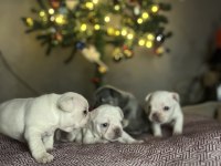 Egzotik French Bulldog Yavrularımız Rezerveye Açılmıştır