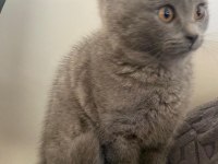 Orjinal British Shorthair Yavrular