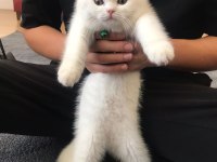 2.5 aylık british longhair kızımız