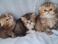 Çikolata golden british longhair yavrularımız