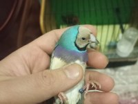 Goldian finch gökkuşağı ispinozu